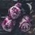 Kimberly Ferrer's profile image