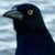 David W Ford's profile image