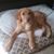 Sharon Morse's profile image