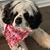 Cheri Stanziano's profile image