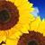 Ingrid Sjostrom's profile image