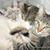 Leslie Wilson Corsbie's profile image