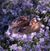 Sherry Walter's profile image
