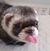 Myce Elffe's profile image