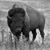 Brian Poche's profile image