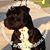 AdoraBull Staffordshire's profile image