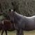 Barbara Gretkowski Brizzee's profile image