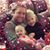 Stephanie Lindell Appel's profile image