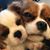 Mindy Levintow Collett's profile image