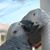 Dee K Hicks's profile image