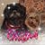 Karrie Belveal Rose's profile image