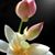 Valorie Rico's profile image