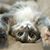 Dianne Williams's profile image