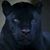 Leo Gonzales's profile image