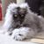 Kimberly Lavigne's profile image