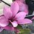 Sharon Pease's profile image