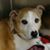 Susi Koller's profile image