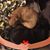 Ollie Met Lindle's profile image
