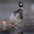Jeff Shobel's profile image