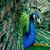 Karen Bartsch's profile image