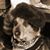 Chris van Meeuwen's profile image