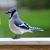 Gail Moore-Harter's profile image
