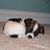 Marissa Dominguez Pacheco's profile image