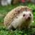 Suzi Yazman's profile image