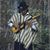 Darío Murcia Rodríguez's profile image