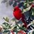 Giuseppe Mazza's profile image
