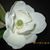 Beverly Smith's profile image