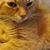 Judy Hoffeditz's profile image