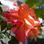 Yvonne Macrander's profile image