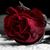 Jeanne Noe's profile image