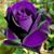 Mary Gover's profile image