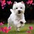 May Fitzpatrick Merkle's profile image