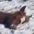 Orion Cricket's profile image