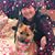 Allison Rhim's profile image