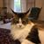 Kent Freshour's profile image