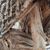 Suzan Lamey's profile image