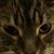 Janice Duke Ibosh's profile image