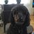 Penny Kallmyer's profile image