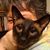 Nancy Cat's profile image