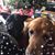 Dawn Thompson Larsen's profile image