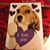Denice Shuba's profile image