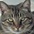 Sharon Hays's profile image